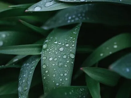 Rainforest Wind, Water & A Touch Of Thunder