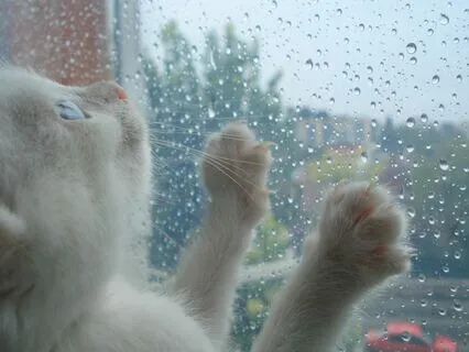 Raining Cats | A Soothing Music Experience For Everyone