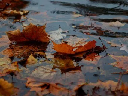 Rainy Autumn In The Old City: Sleepy Journey