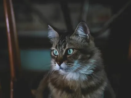 Rainy Day At The Cat Cafe | Sleep Story & Bedtime Meditation