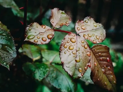 Rainy Day Meditation 