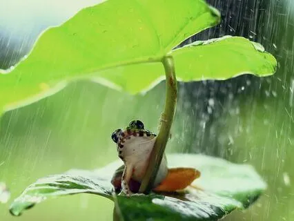 Rainy Day Meditation