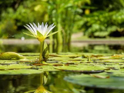 Rainy Day Pond – Raindrops and Water Dripping