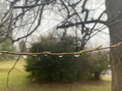 Rainy Day Reiki Infused Meditation