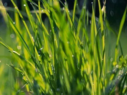 Relaxing Rain Sounds And Wind Chimes