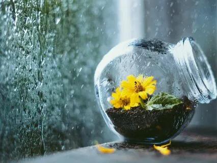 Rainy Day Flowers | Chill Out to Lofi Jazzy Beats