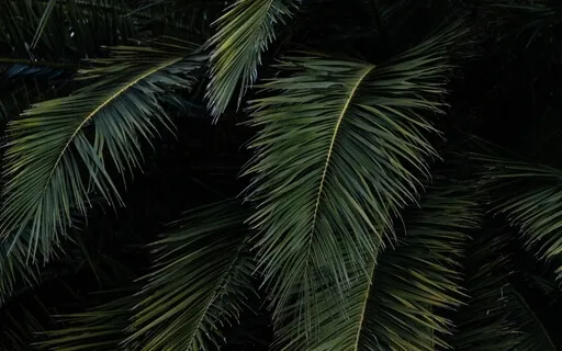 Rainy Dreams In The Amazon | Bedtime Story To Fall Asleep 