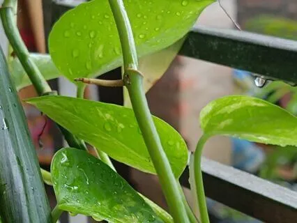 Rainy Evening Exploring With My Sarod : Raga Yaman Kalyan