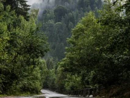Rainy Forest - Rainstorm In Woods 