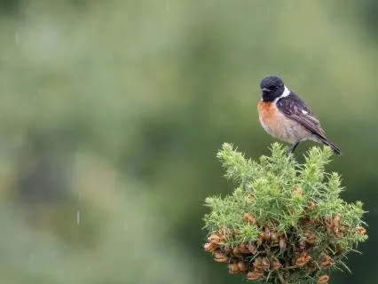 Rainy Forest With Birdsongs For Deep Sleep (9 Hours)