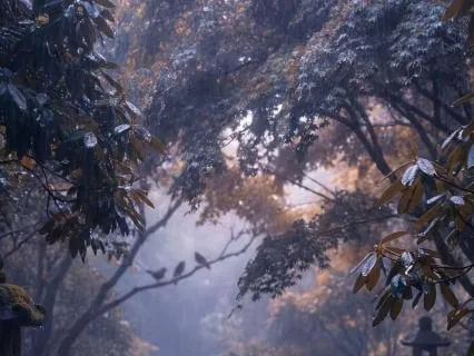 Rainy Garden For Afternoon Relaxation