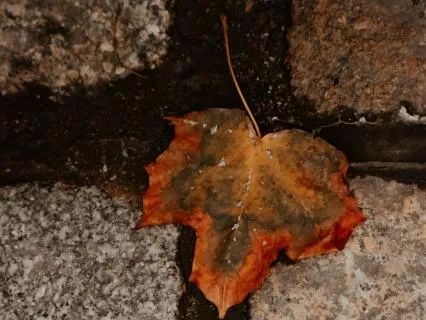 Rainy Greenwich Village Tales For Cozy Sleep