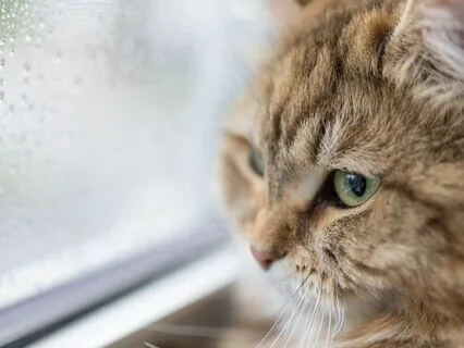 Rainy Neon City Night Vibes For Deep Sleep And Meditation