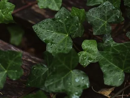 Rainy Night At Ivy Cottage: Relaxing Bedtime Retreat