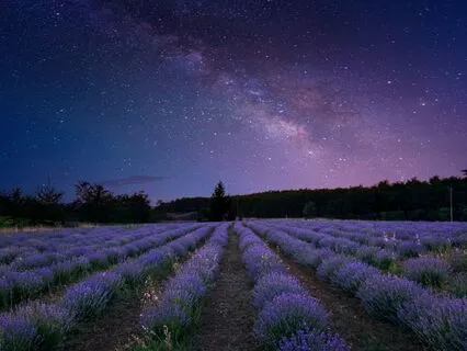 Rainy Night At The Lavender Inn: A Sleepy Tale