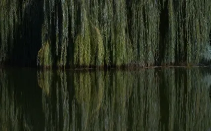 Rainy Night At Willow Cottage: Guided Sleep Story