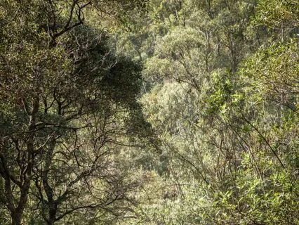 Rainy Rainforest Grounding Yoga Nidra