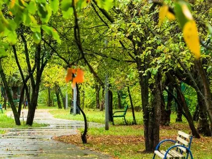 Rainy Street For Relaxation