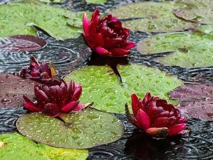 Rainy Sunday Improvisation