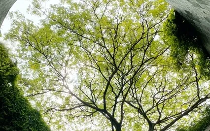 Raise Your Vibe - Guided Practice  - 528Hz