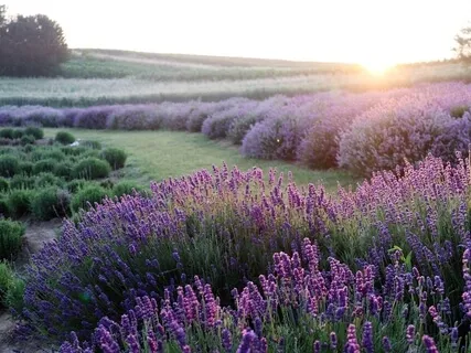 Raise Your Vibration