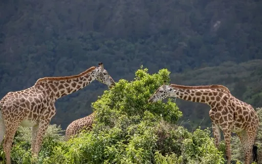 Raise Your Vibration & Elevate Your Frequency