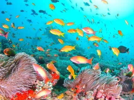 Raise Your Vibration! Tuning Forks + Deep Sea Sounds + Delta