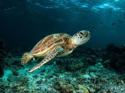 Raise Your Vibration | Tuning Forks, Theta, Gamma, Deep Sea