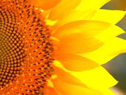 Raise Your Vibration With Me