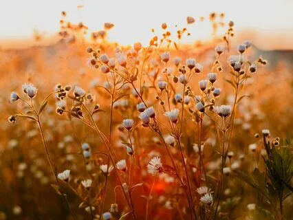 Raise Your Vibration & Increase Alignment