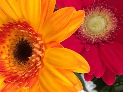 Raising Our Heart's Vibration