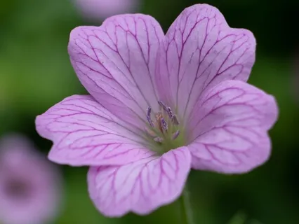 Rakastavan ystävällisyyden meditaatio 22 min. meditaatio