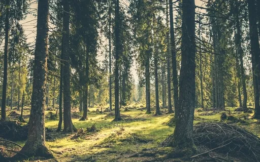 Ramus pasivaikščiojimas miške