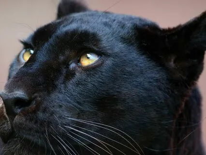 Rapid Recalibration: Nervous System Reset