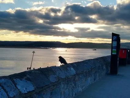 Rapid Refocus Into Presence - 5 Minutes