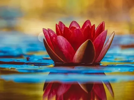 Распространяя улыбку