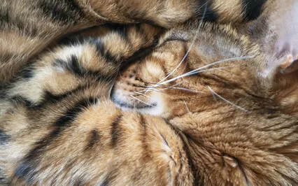 Расслабление лёжа