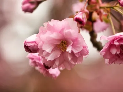 Rastreio Corporal - Body Scan