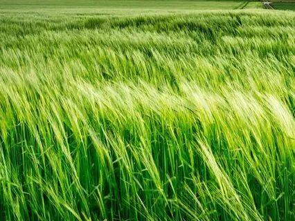 Rauhoittava hengitys