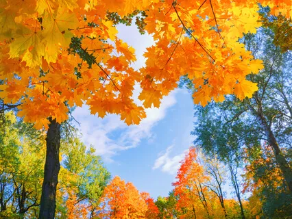 Ray Body & Ray Identity Clearing Transmission