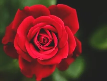 Raylene Abbott - Rose Oracle Podcast