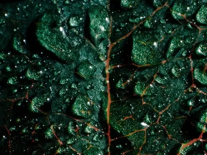 Развитие Внимания и Концентрации