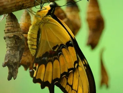 Re-Emerging (New Wings) - 432Hz