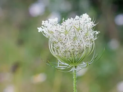 Re-Membering Our Place Amongst The One Living System