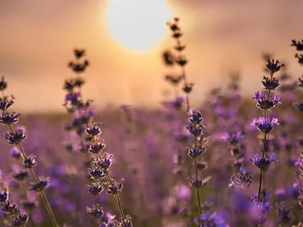 Reset Your Mind To A Calm And Quiet State