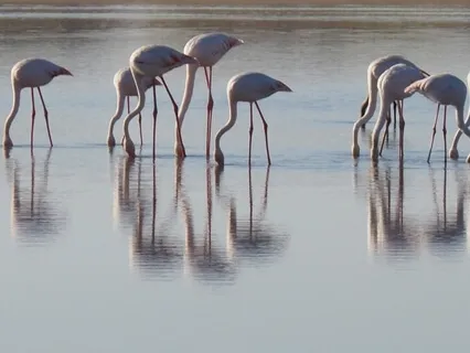 Reactivate The Goddess Energy Field - Tone Therapy