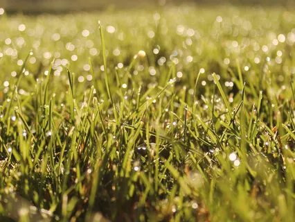 Real Self Appears As The World To Know It Is Mindfulness