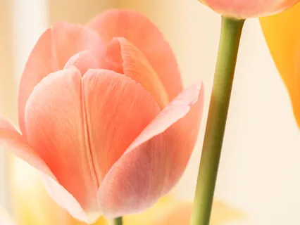 Real Self Is Symbolized As Om To Be Meditated Upon