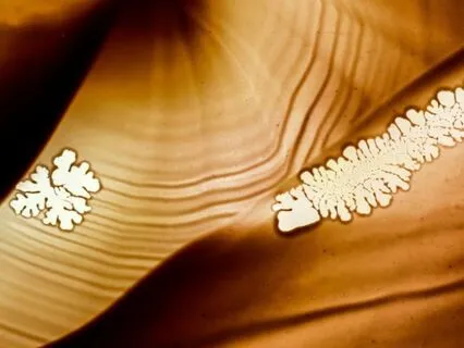 Realigning Your Unique Operating System • Music • V2.0