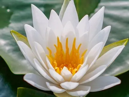 Realm Of Peace: With Delta Waves And 432 Hz Tuning